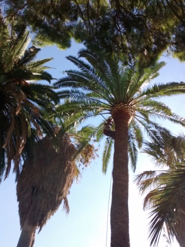 poda palmeras tarragona poda palmeras tarragona
